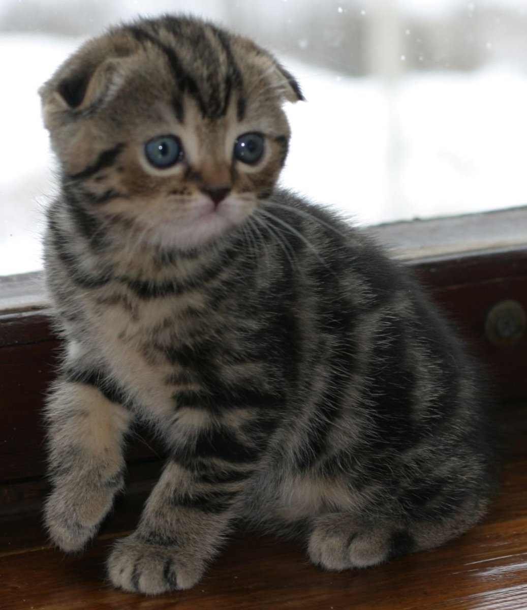 Стрижка бенгала