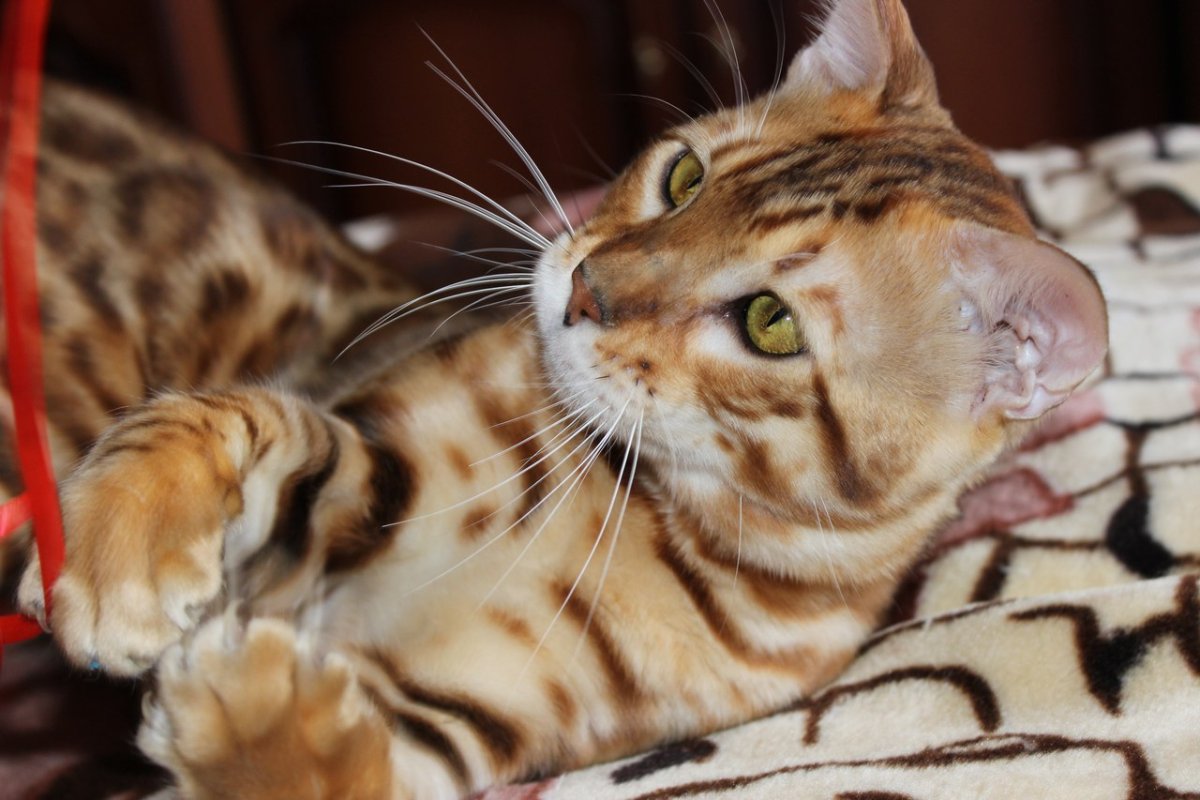 Шотландская вислоухая кошка Виска