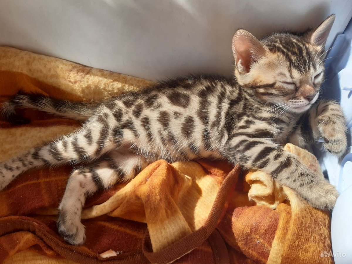 Бенгальские вислоухие котята