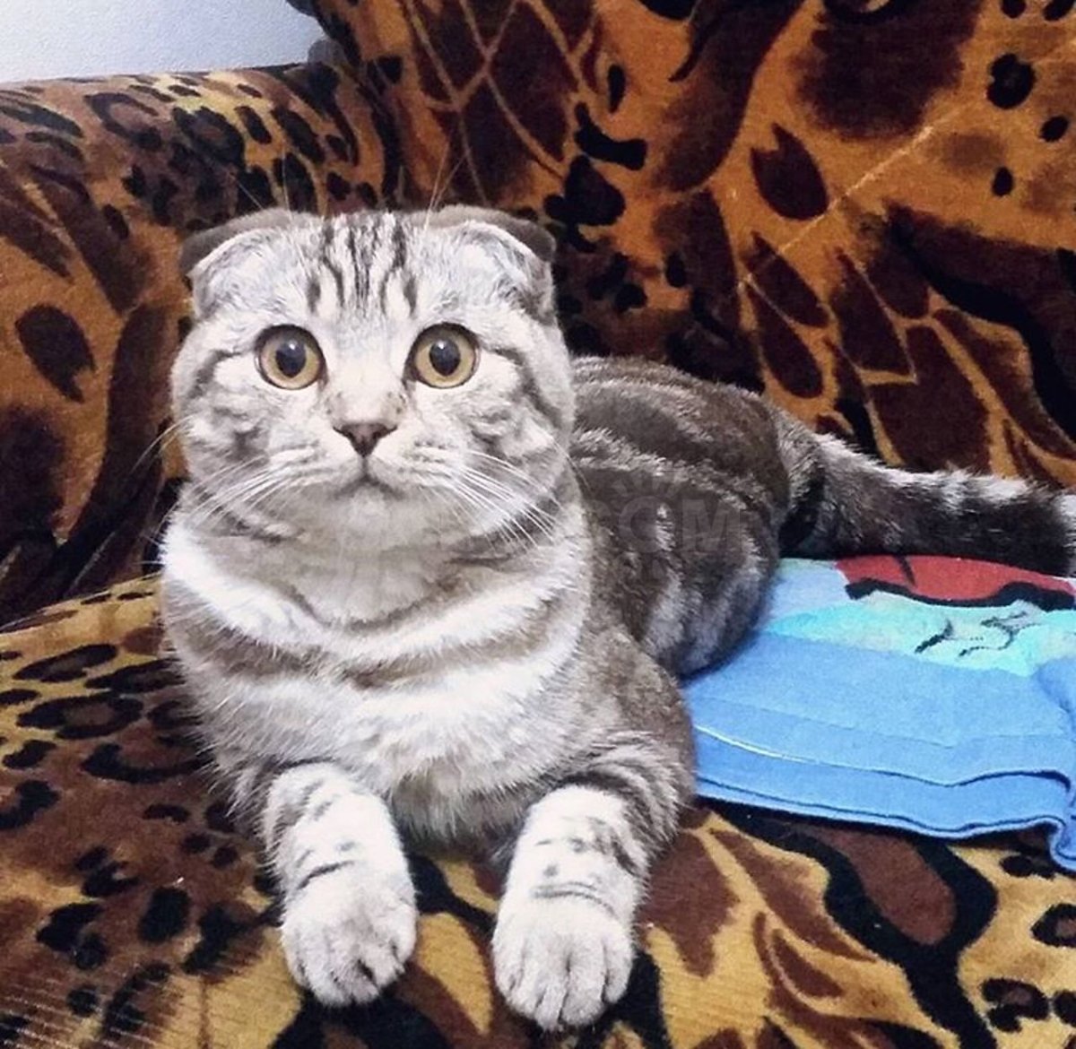 Бенгальский кот спит