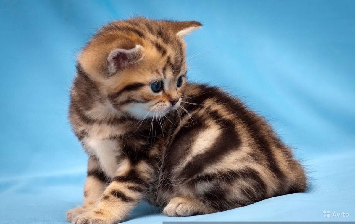 Бенгальские вислоухие котята