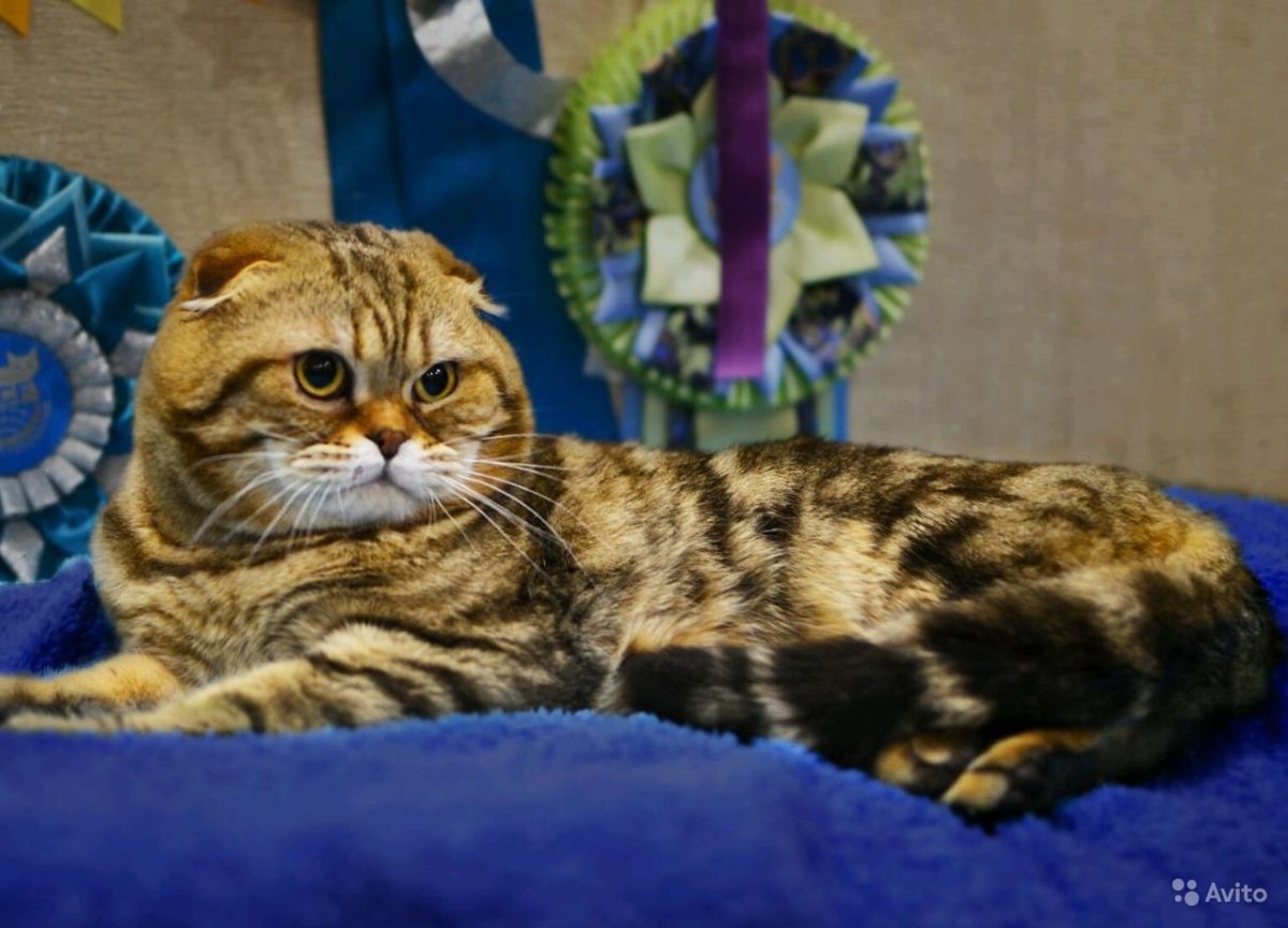 Бенгальский кот светло-коричневый