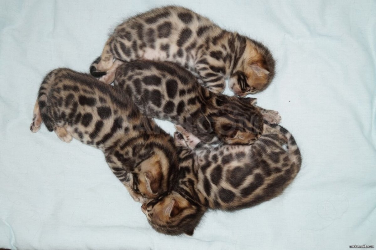 Бенгальский кот Юки