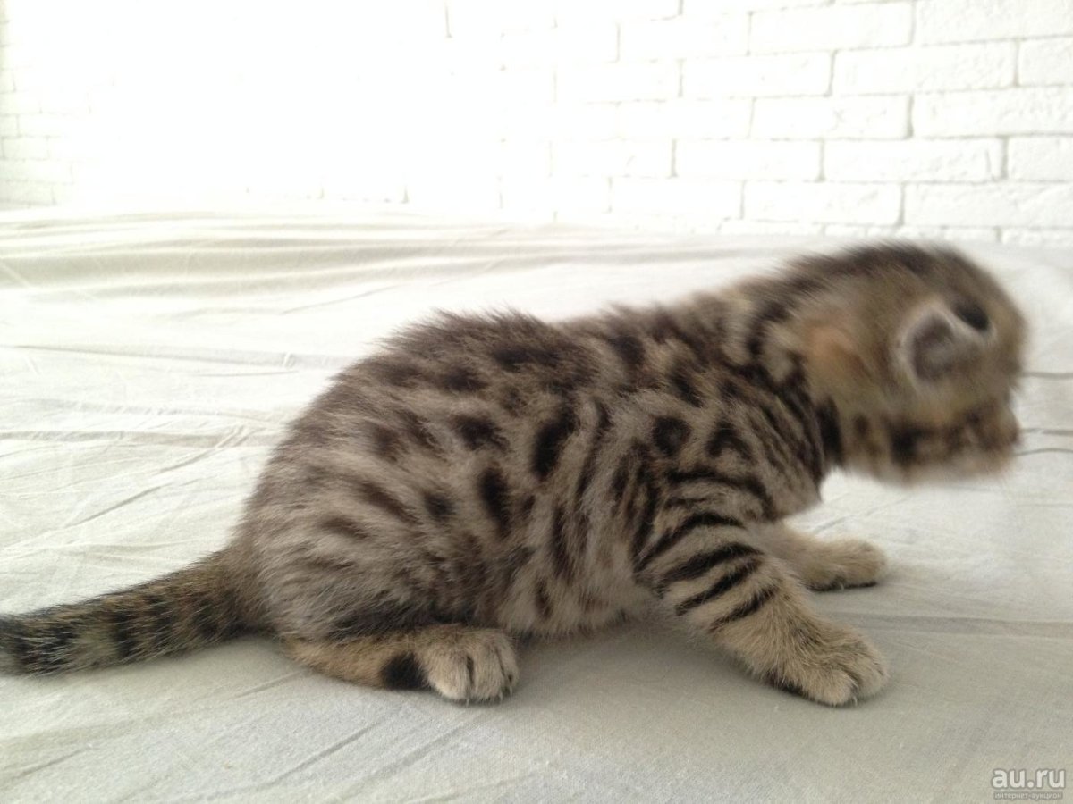 Браун пятно бенгал