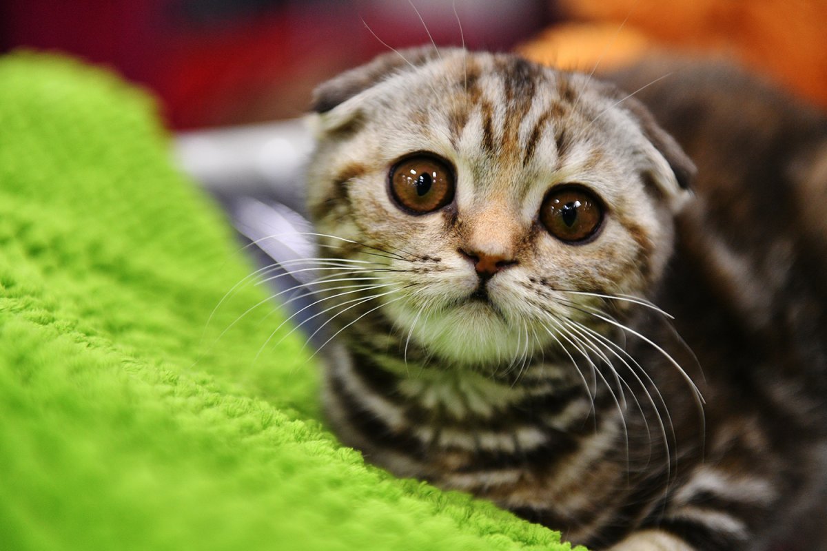 Бенгальская вислоухая кошка