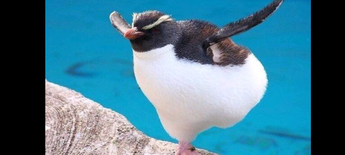 Смешные птицы