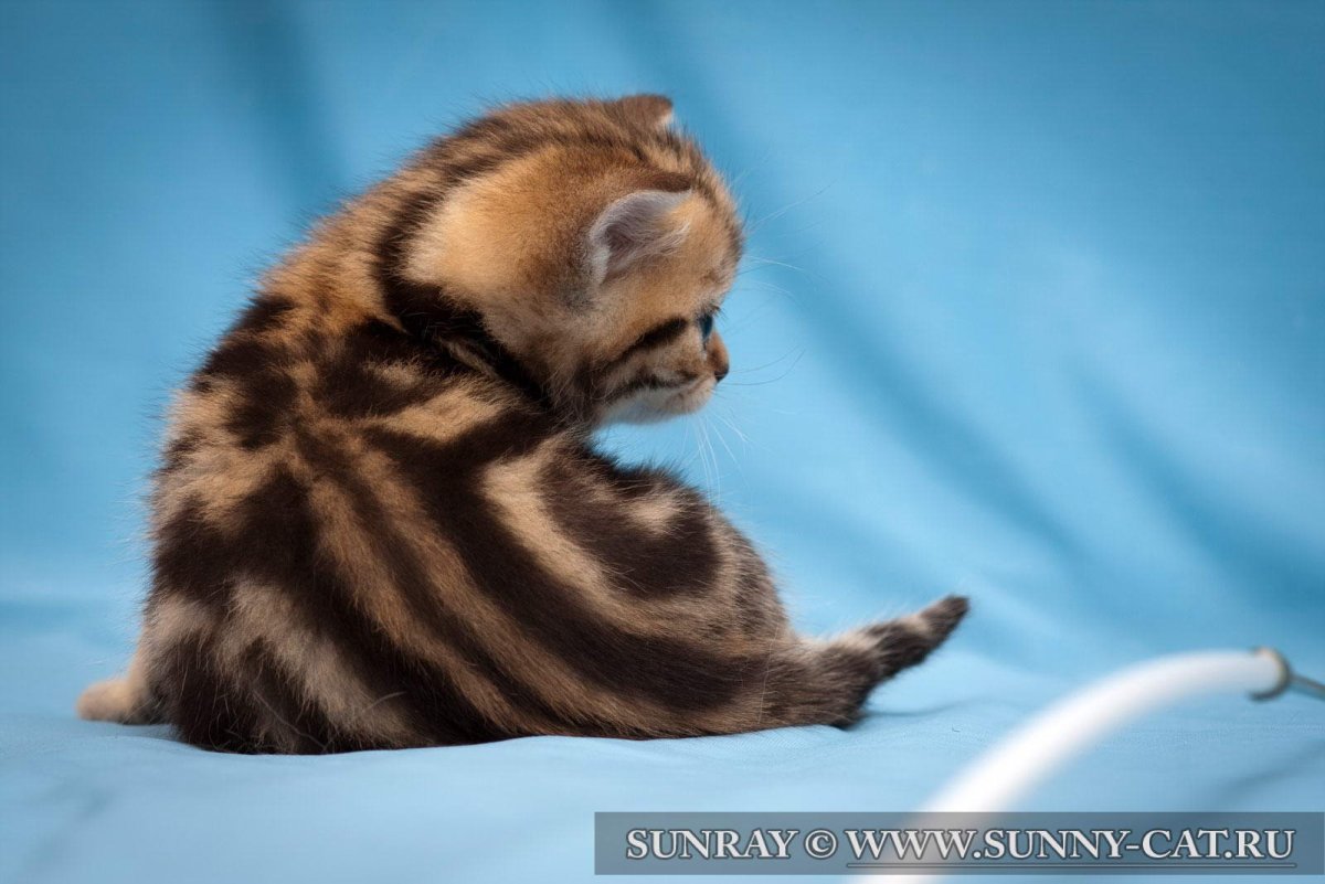 Бенгальский вислоухий кот