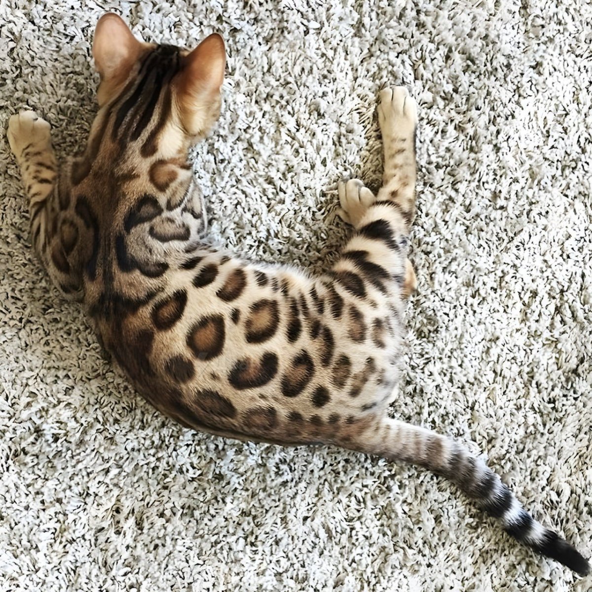 Абинская кошка + Бенгальская кошка