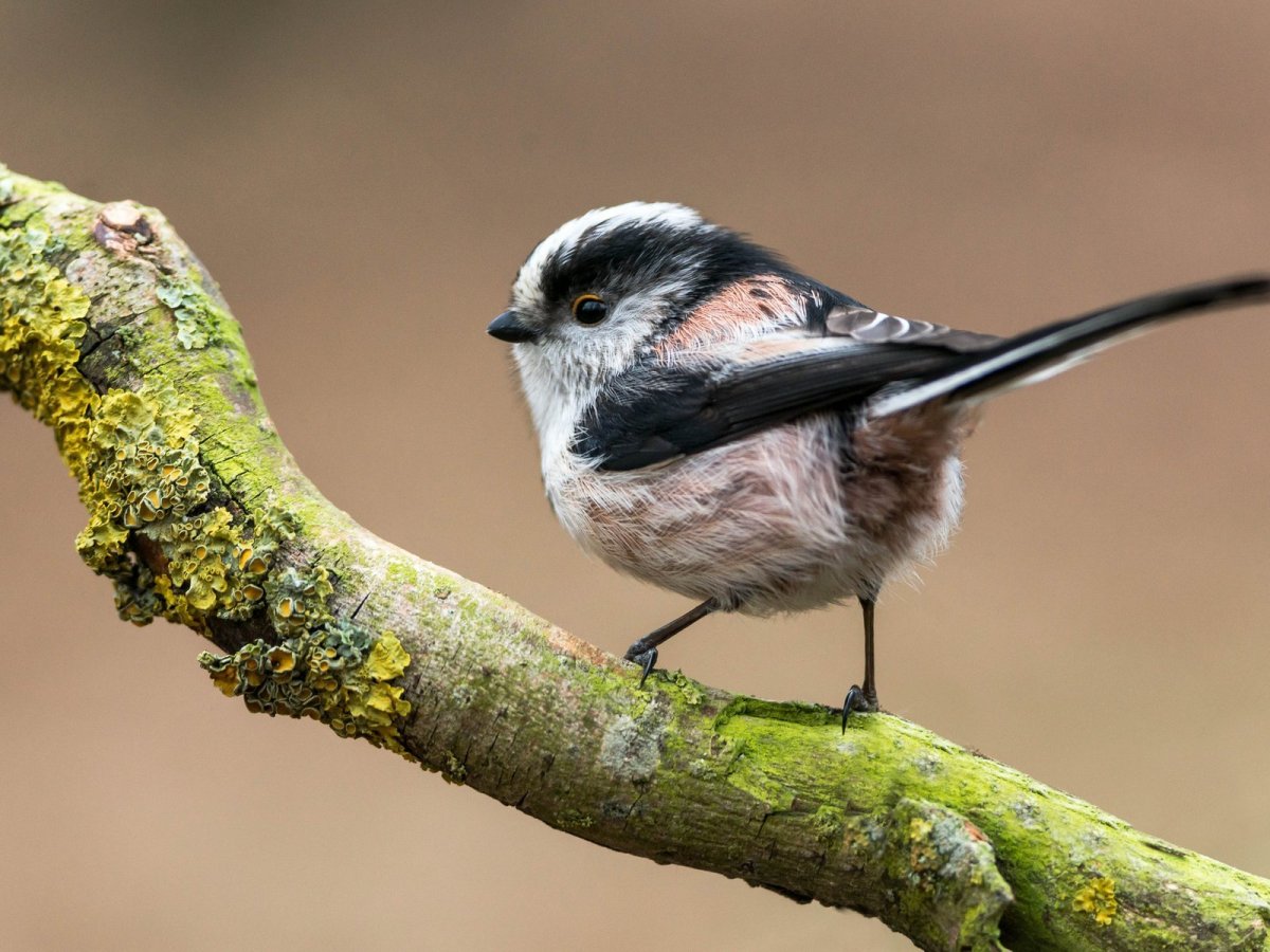 Усатая синица птенец
