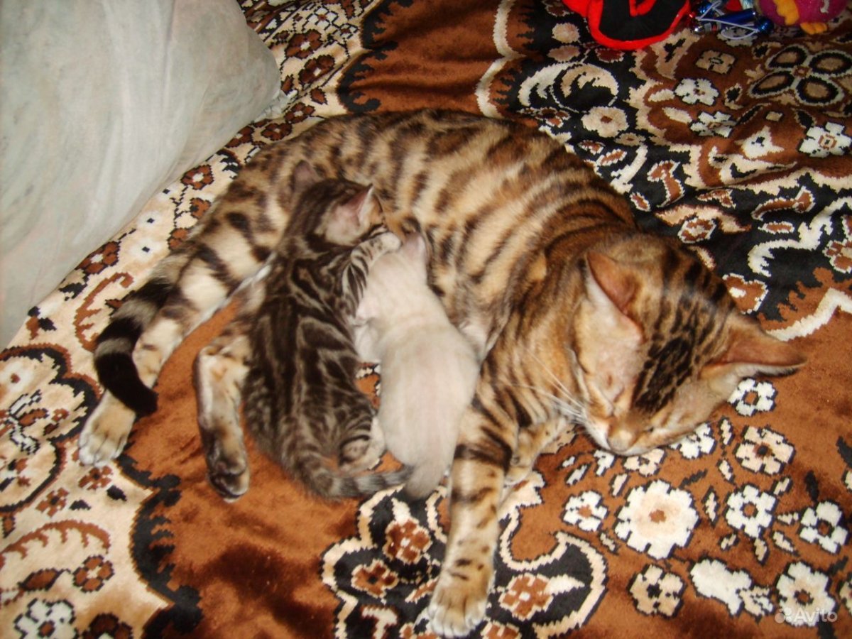 Бенгальский вислоухий кот