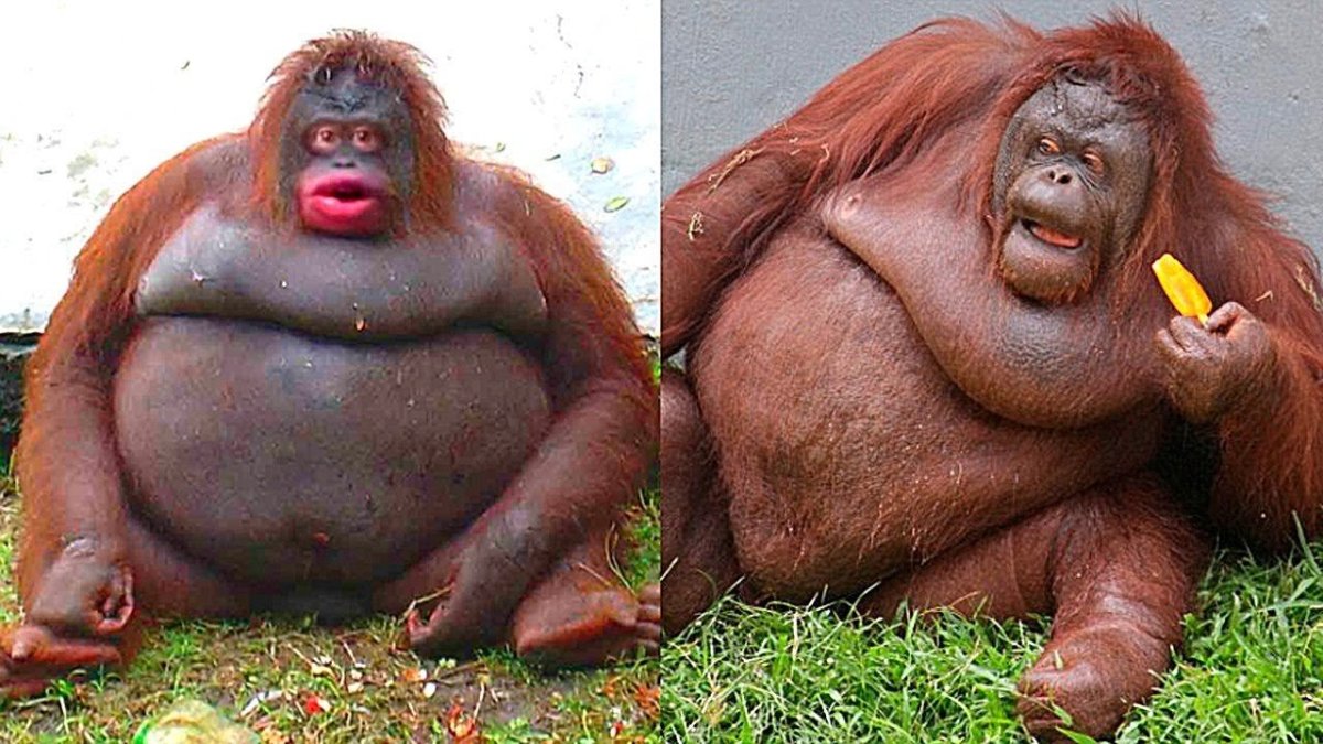 Прикольные пингвины