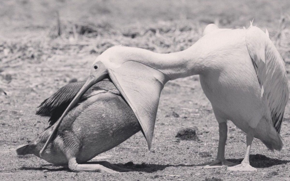 Голуби московские монахи