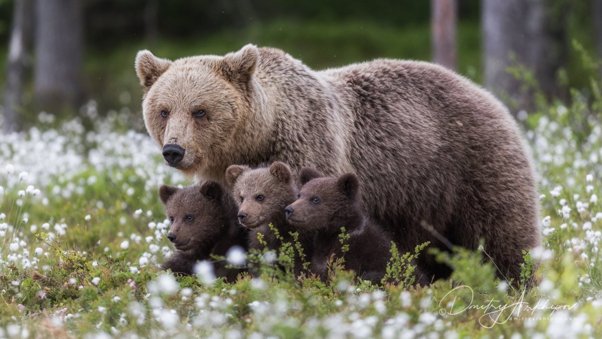 Бурый медведь в ХМАО
