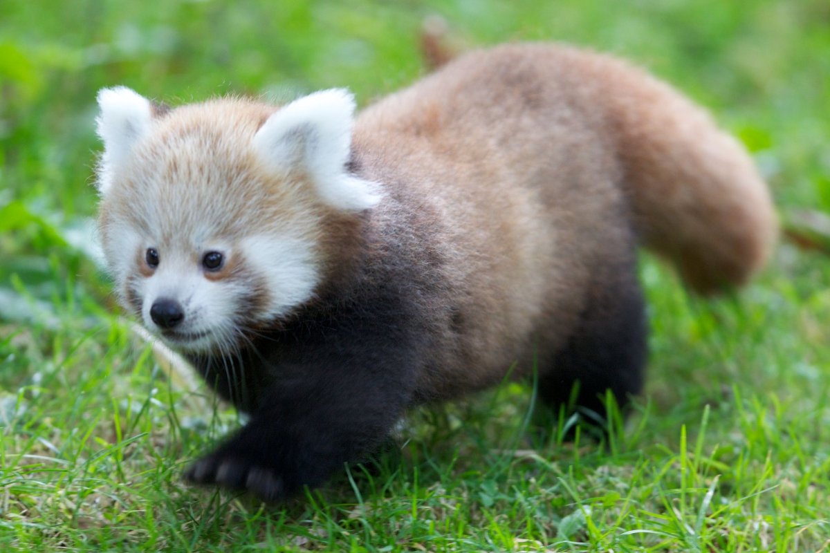 Карликовый медведь