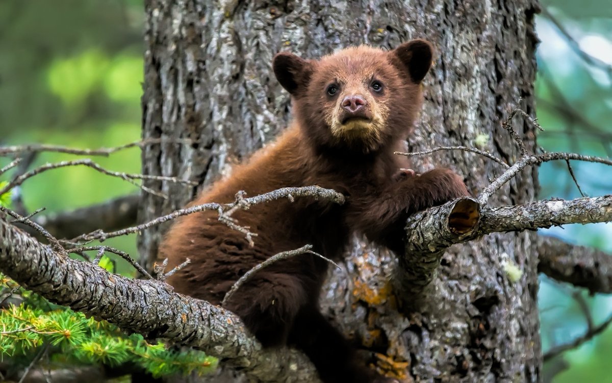 Медвежонок на дереве