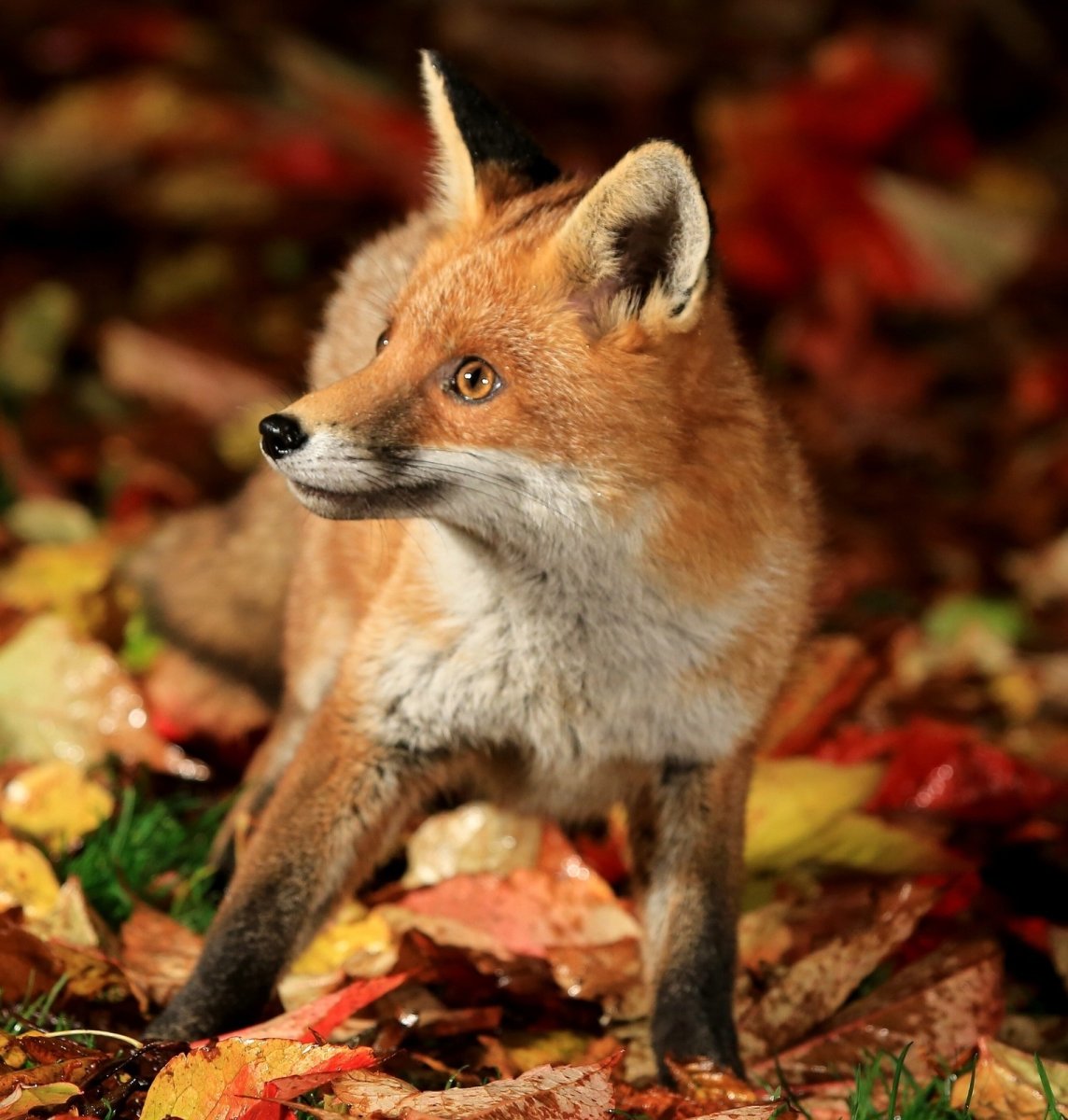 Милые осенние иллюстрации