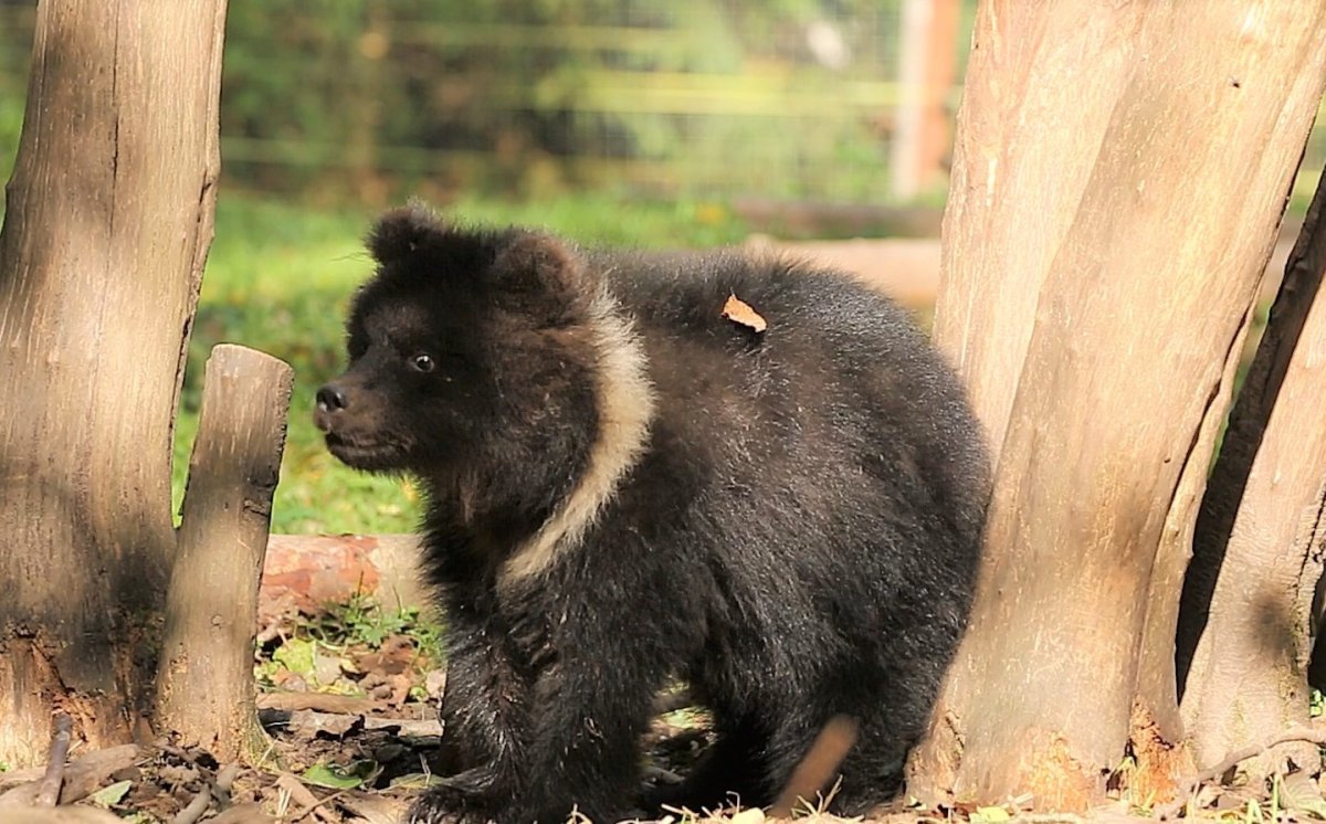 Медвежонок пужа