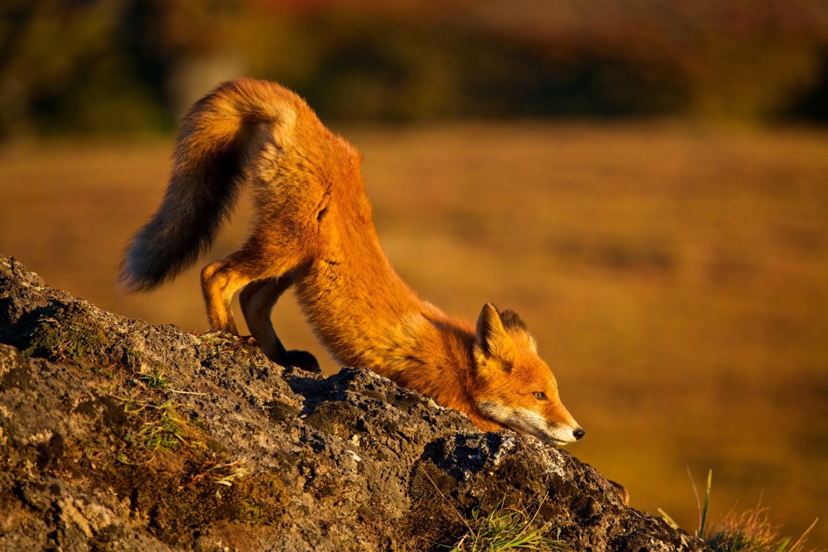 Лисенок осень