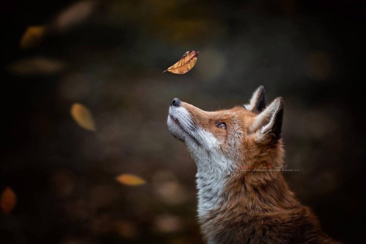 Лиса Жемчужная крестовка