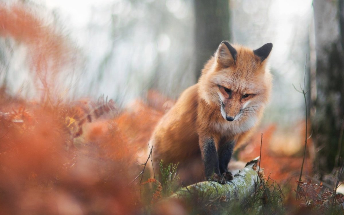 Лисички в лесу