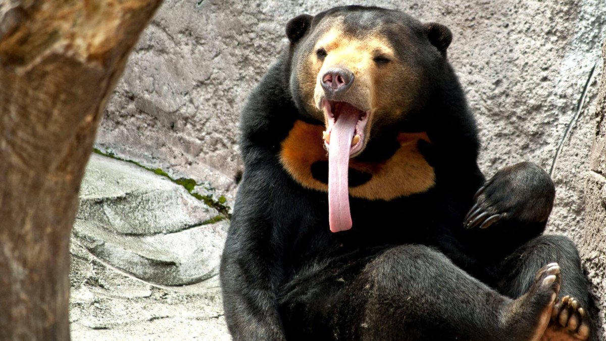 Бируанг или малайский медведь