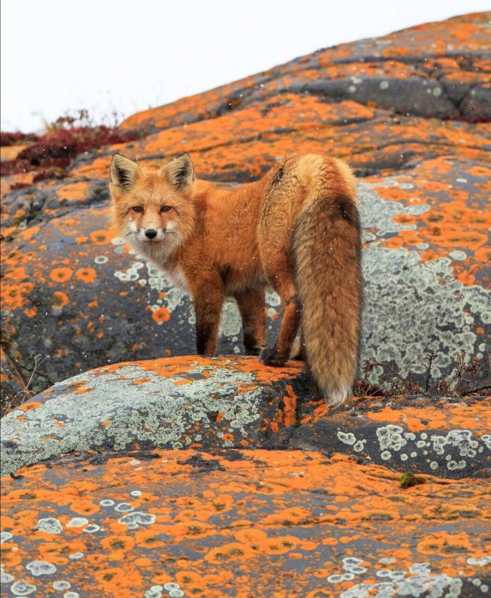Лисята на природе