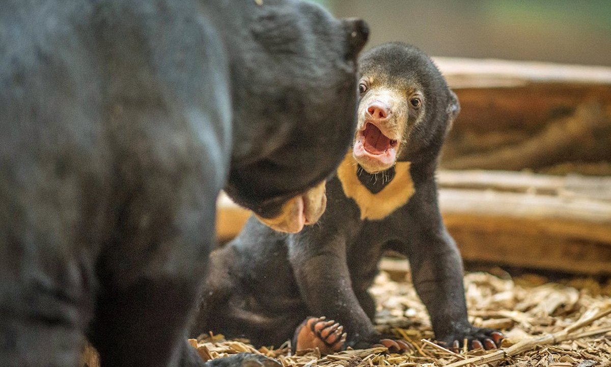 Малайский медведь Камбоджа