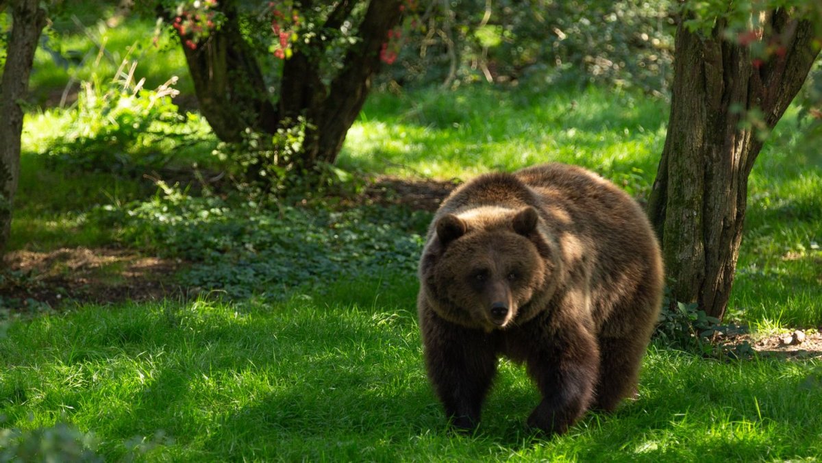 Картинки на рабочий стол медведь