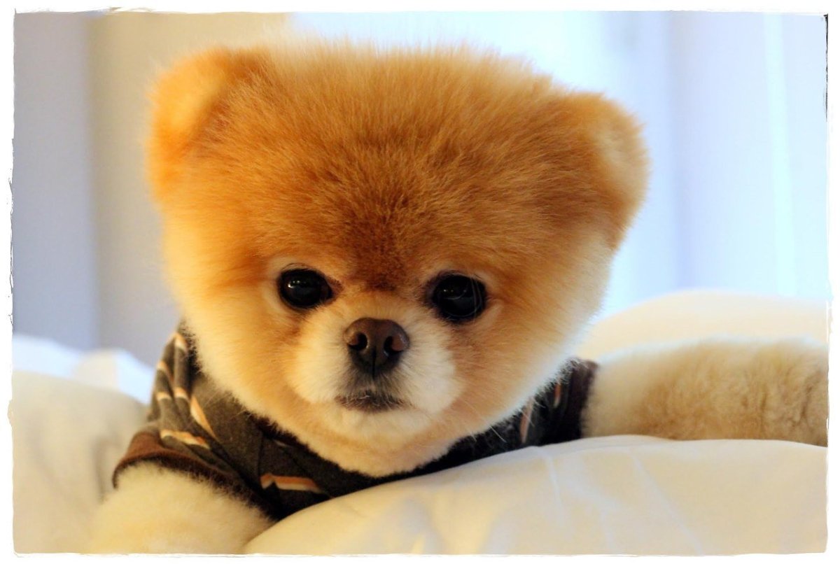 Шпиц померанский медвежьего