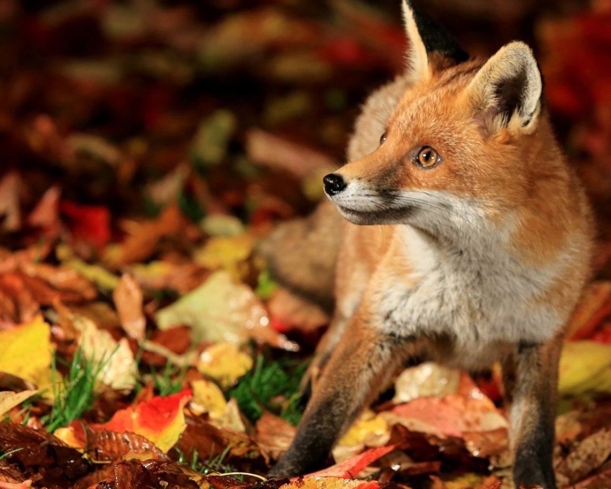 Лисы осенью