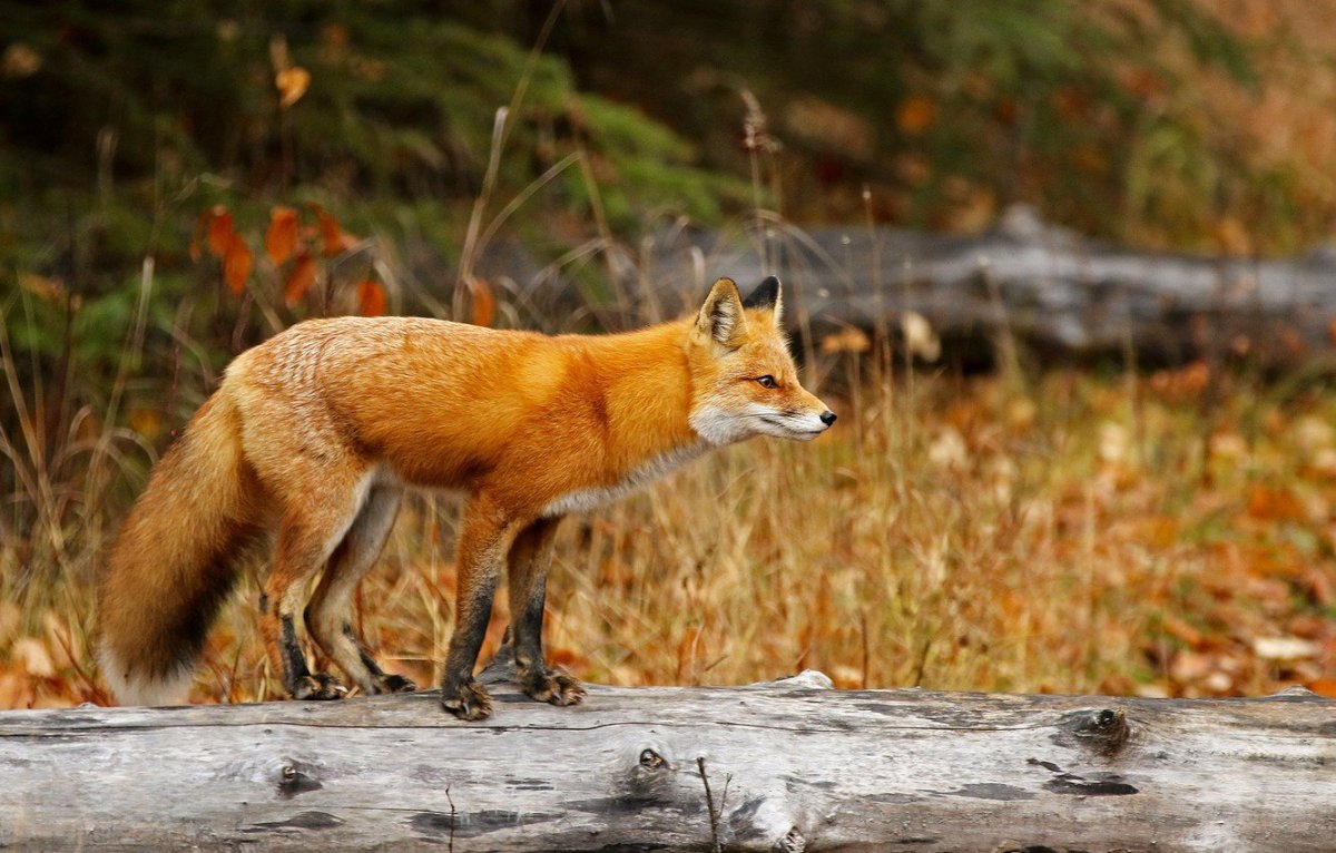 Картинки на рабочий стол лиса