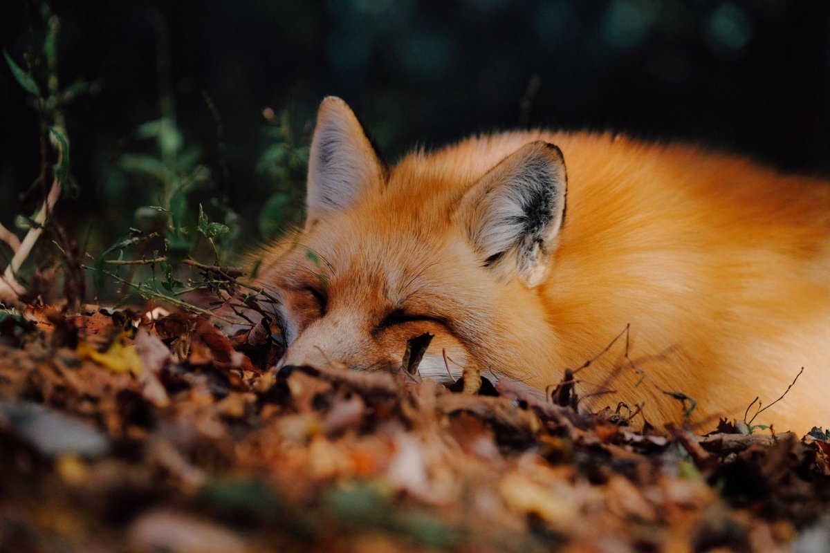 Осенний лес с животными