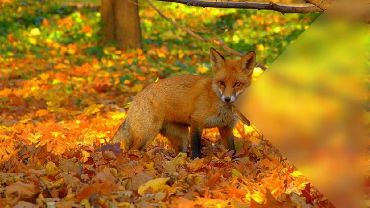 Осень животные