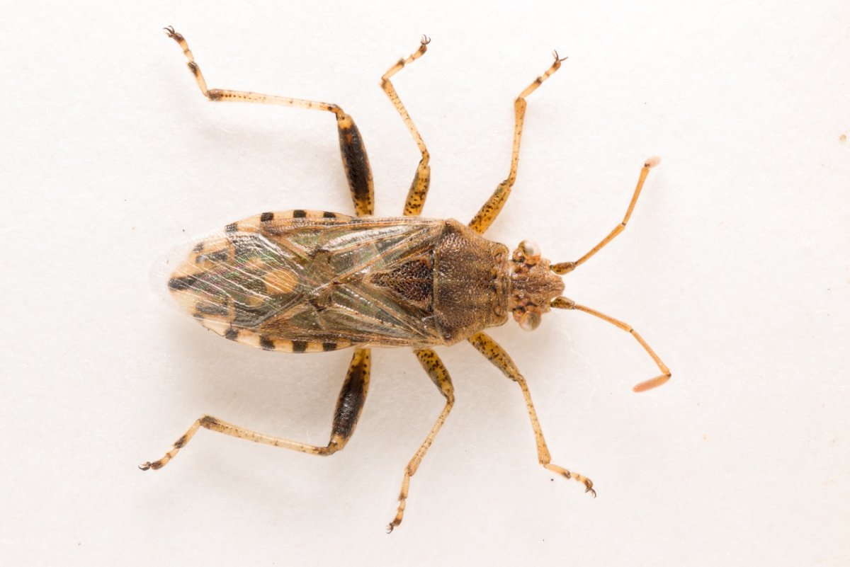 Американский клоп Leptoglossus occidentalis