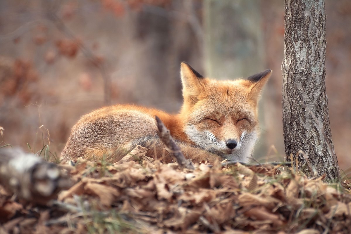 Лиса улыбается картинки