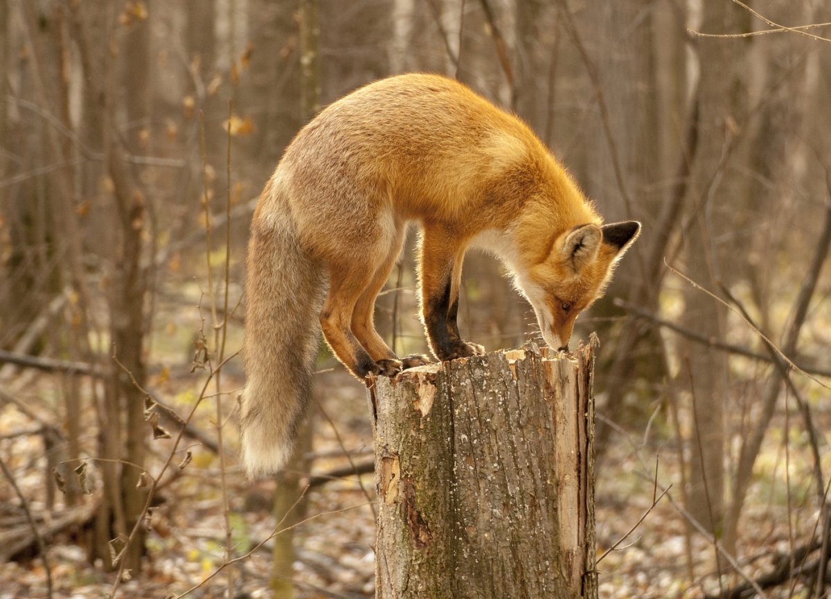 Янтарная лиса