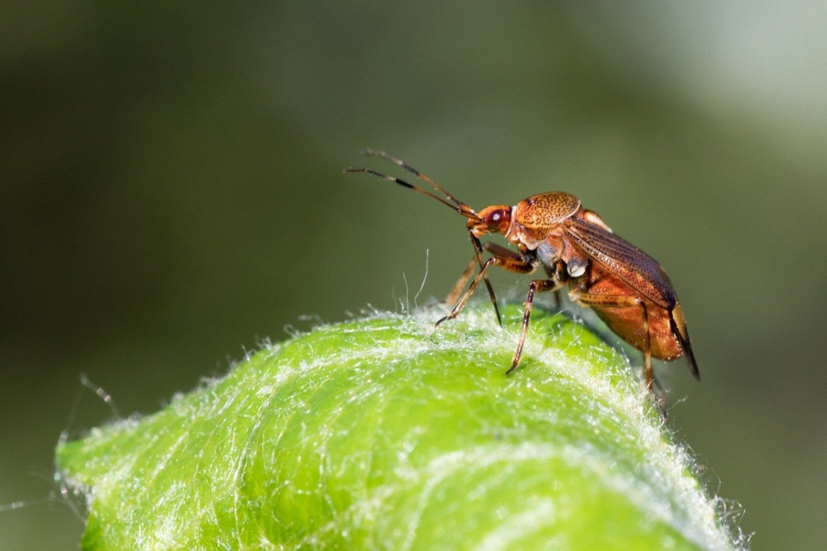 Leptoglossus occidentalis