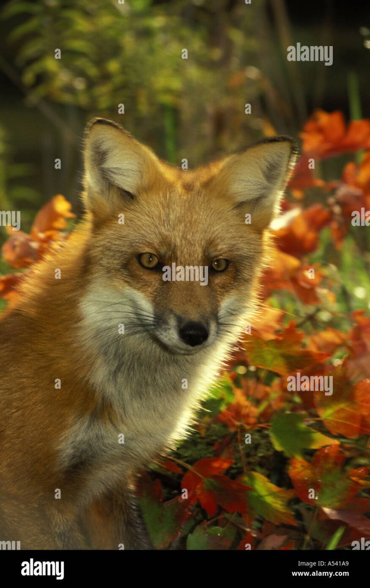 Лисенок осенью