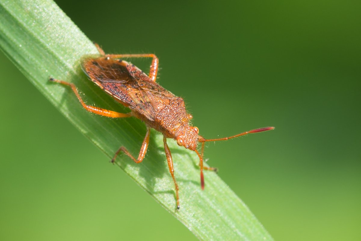 Сосновый семенной клоп
