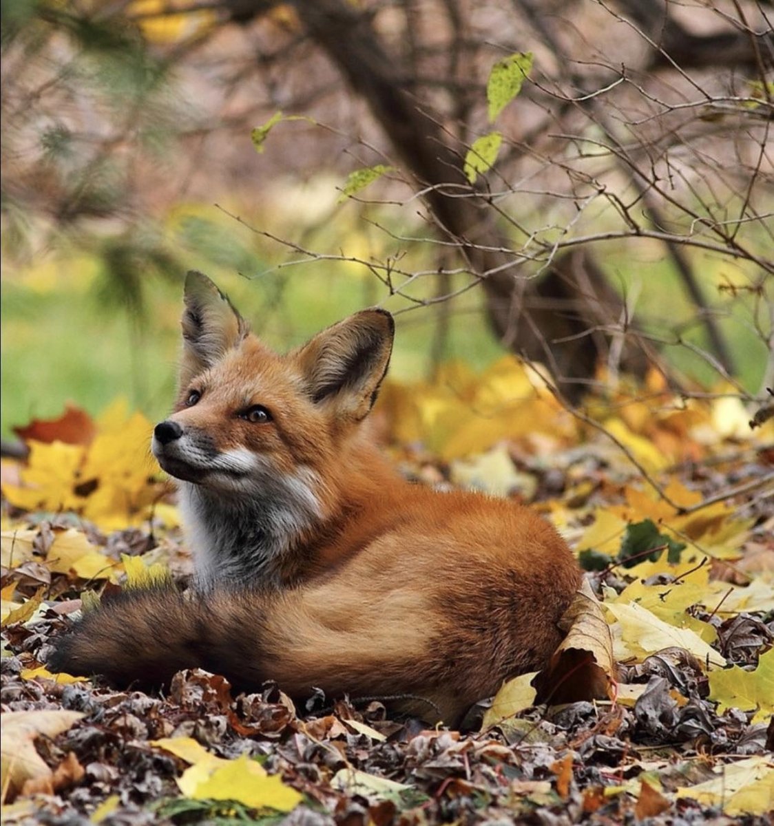 Лиса осенью