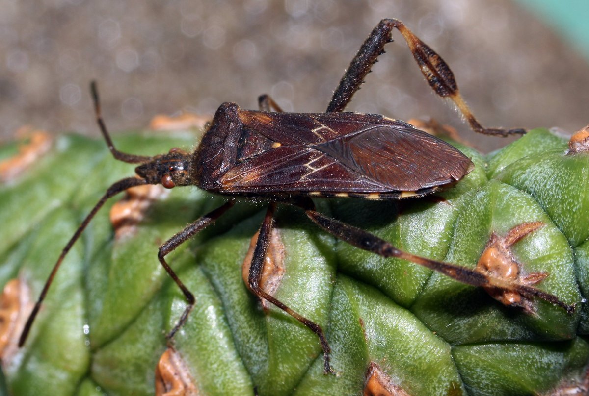 Leptoglossus occidentalis