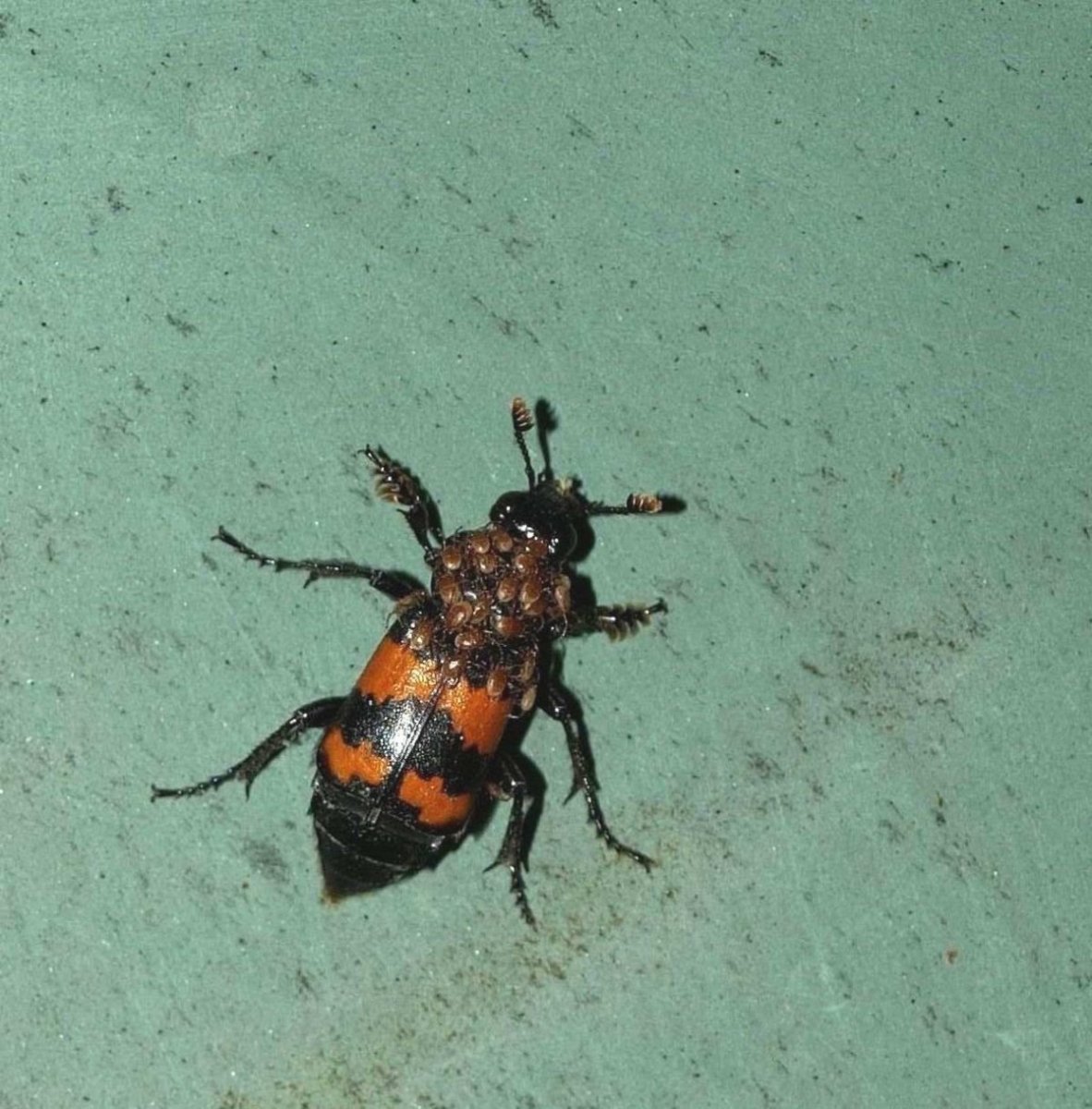 Клопик Лесной