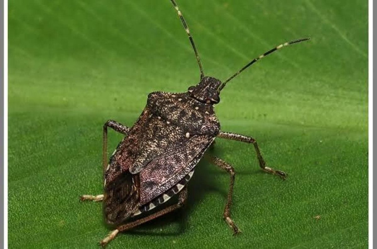 Клоп щитник с человеческим лицом