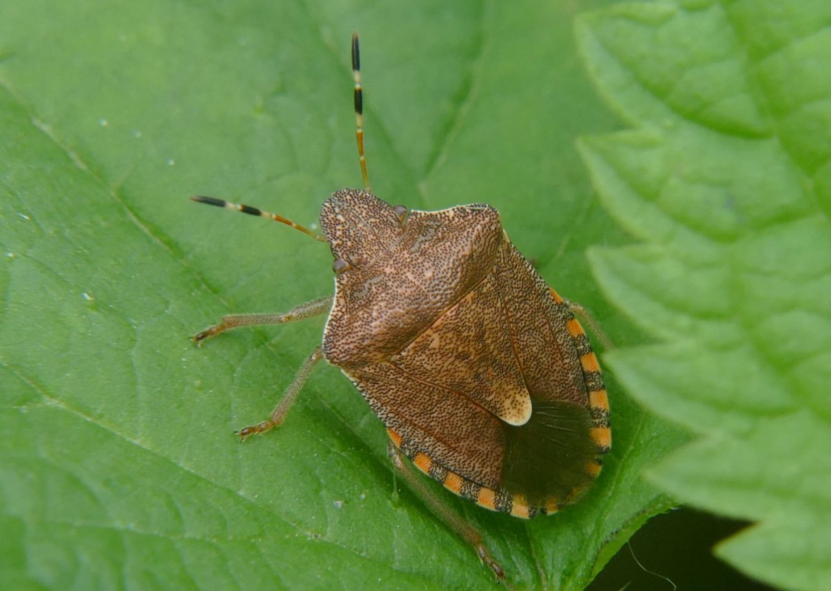 Дубовый клоп Кружевница