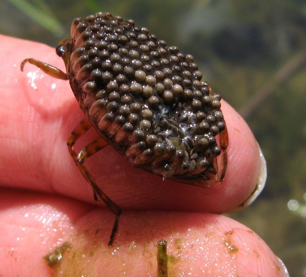 Редкие насекомые по алфавиту от а до я