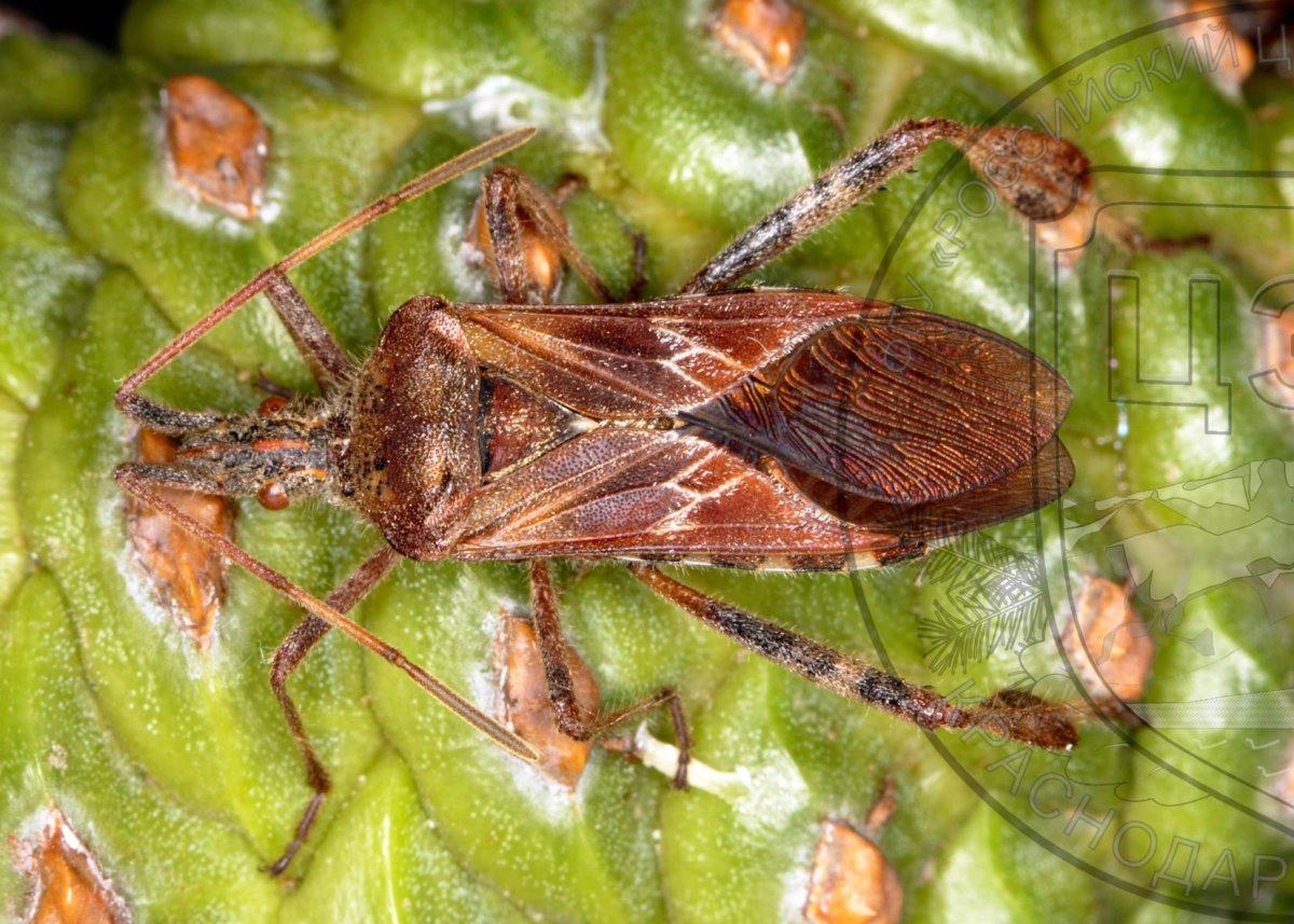 Сосновый семенной клоп в Крыму