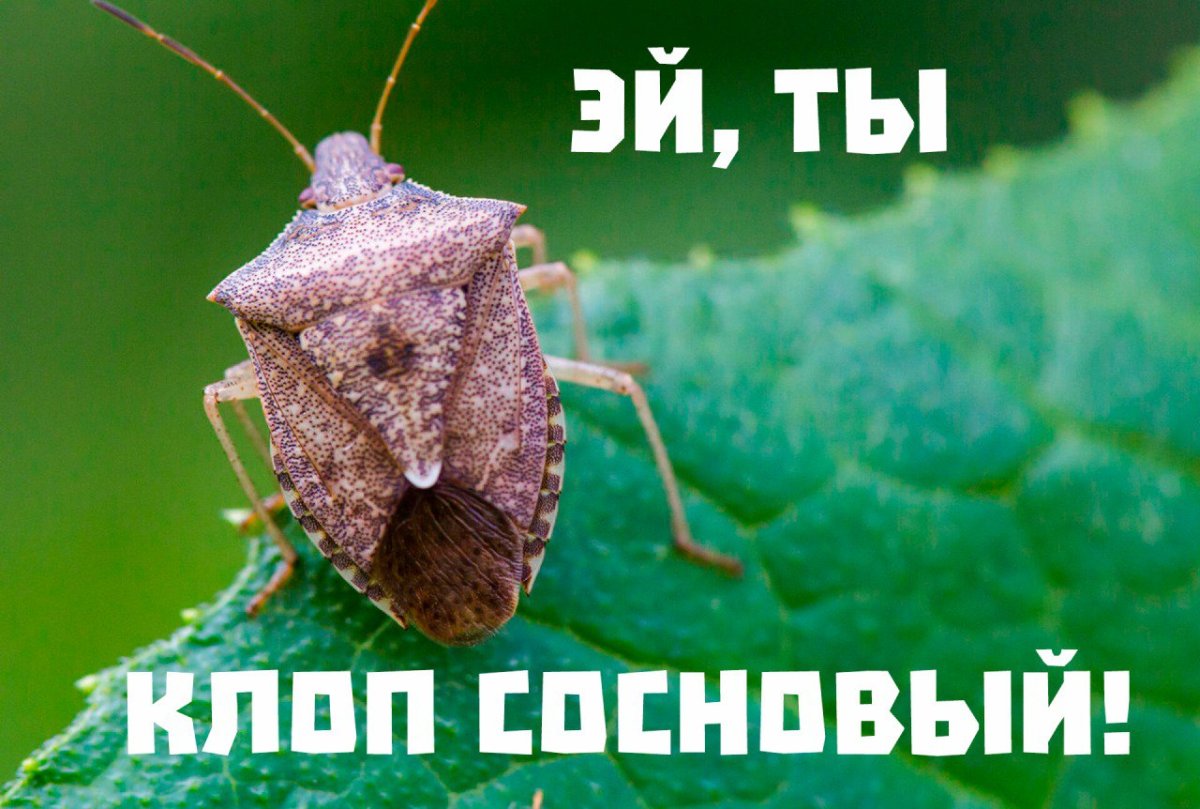 3. Carpocoris purpureipennis