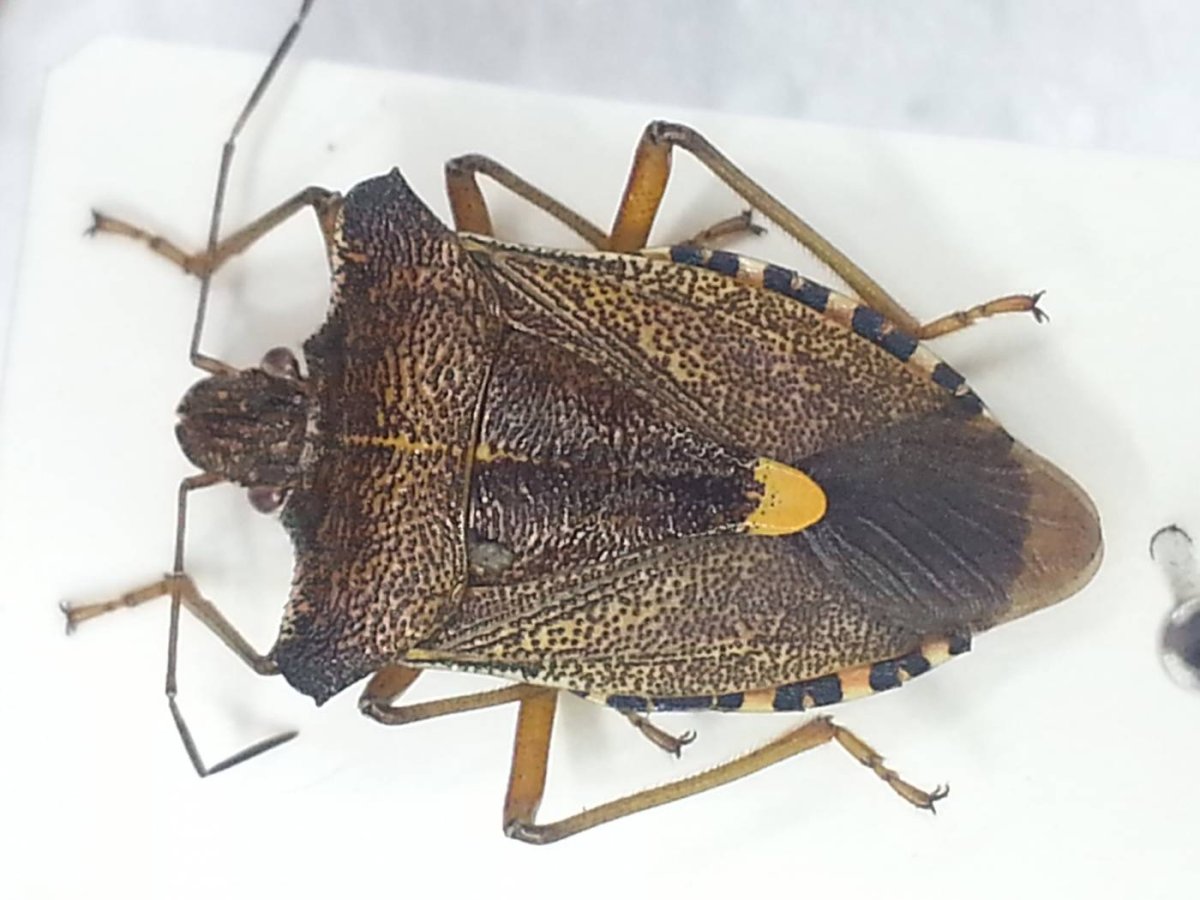 Жук наземник клоп