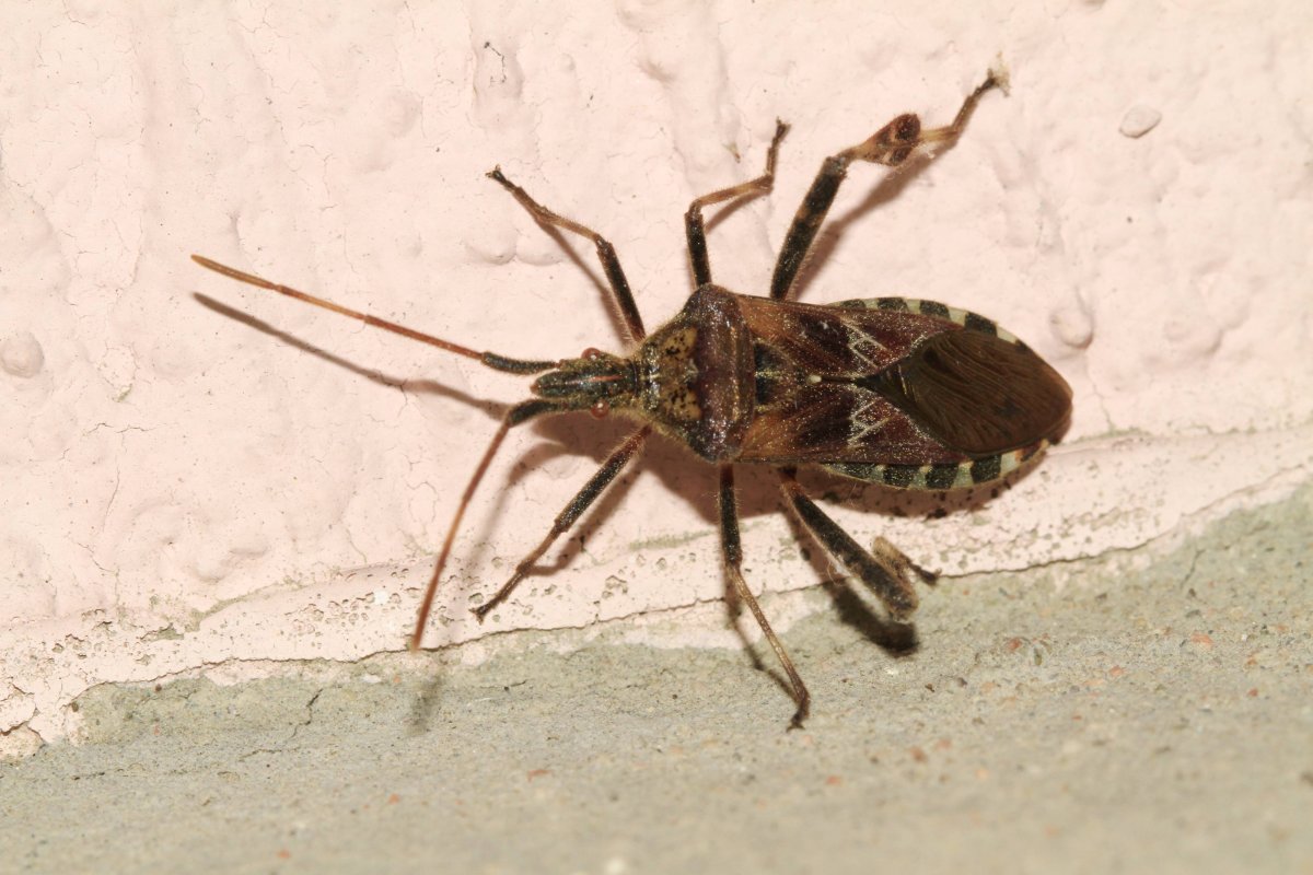 Лосиный клоп фото