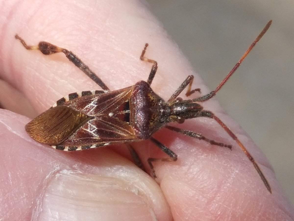 Жук пожарник мягкотелка